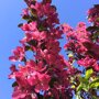 Malus 'Mokum'
